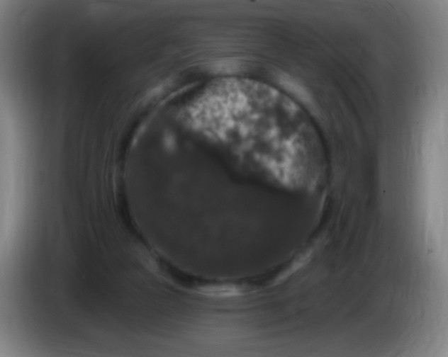 X0000085320161200703302052