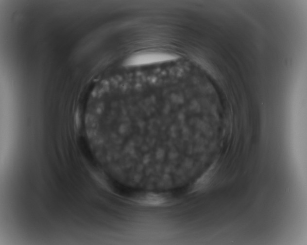 X0000085320166200703302052