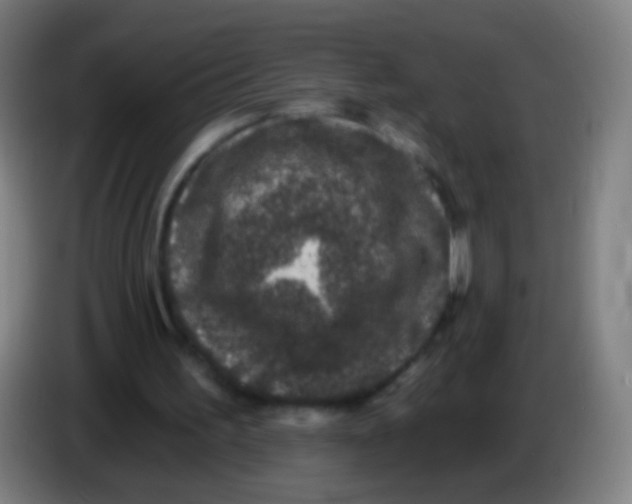 X0000085320195200703302052
