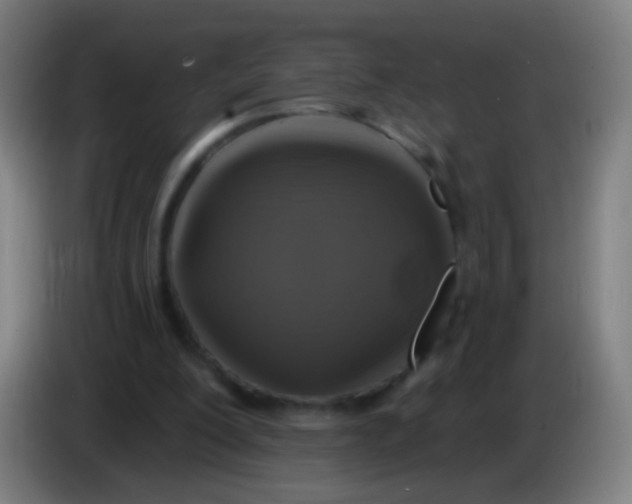 X0000085320200200703302052