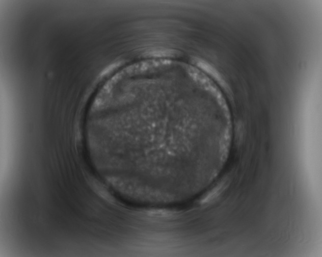 X0000085320203200703302052