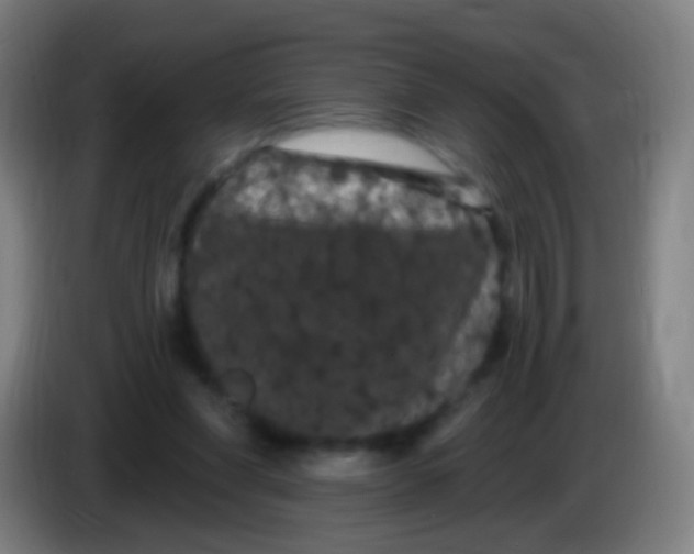 X0000085320206200703302052