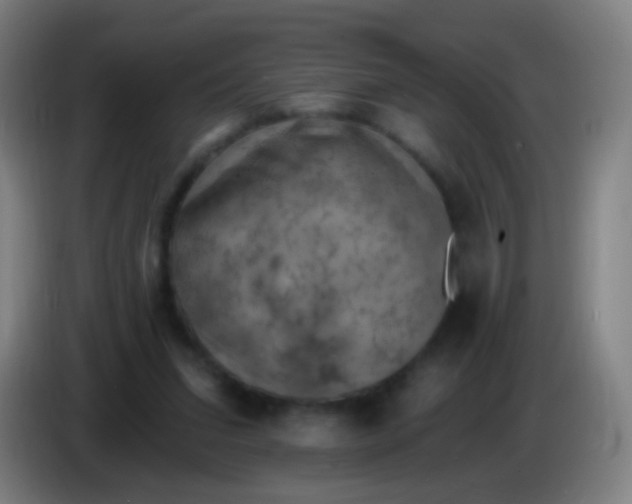 X0000085320207200703302051
