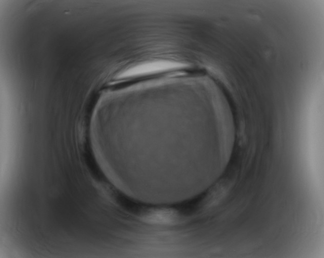X0000085320210200703302051