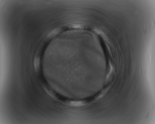 X0000085320213200703302051