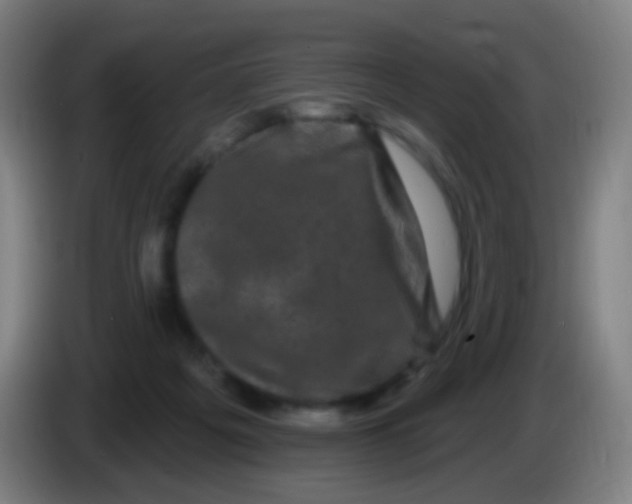 X0000085320217200703302051