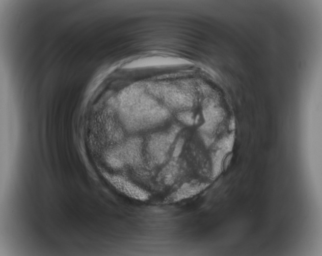 X0000085320241200703302050