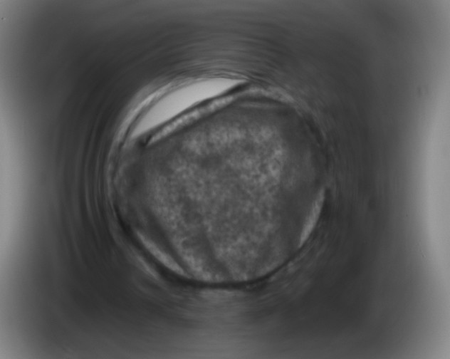 X0000085320242200703302050