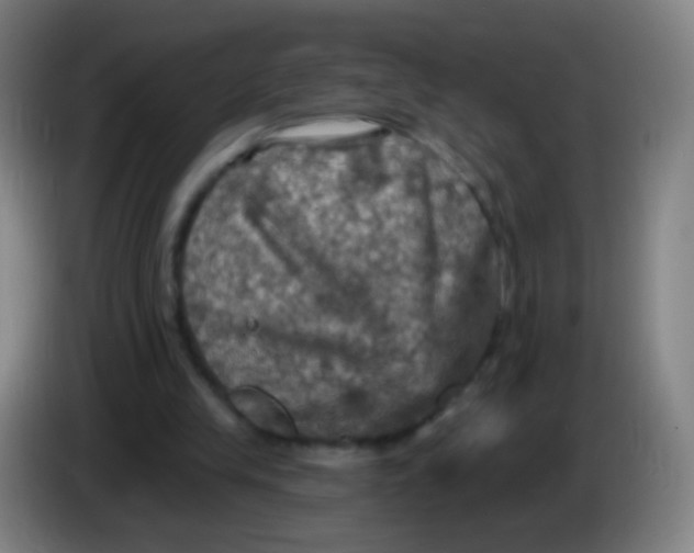 X0000085320245200703302050