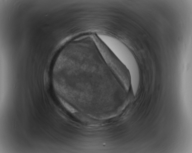 X0000085320252200703302051