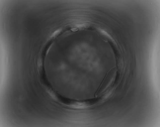 X0000085320260200703302051