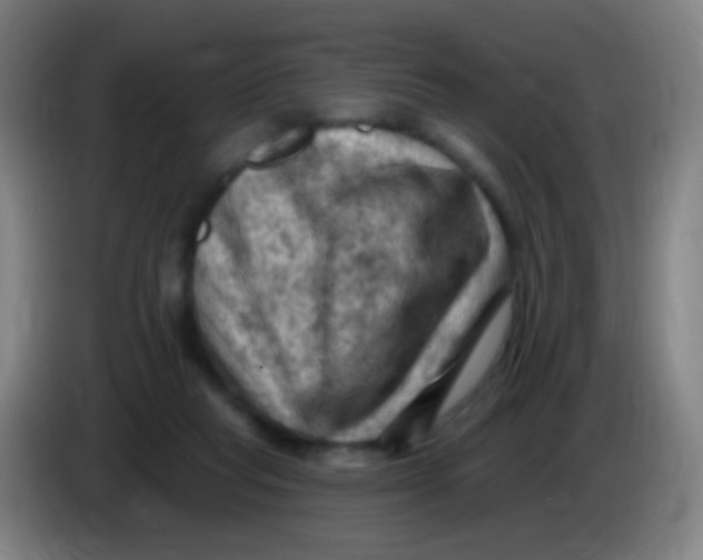 X0000085320261200703302051