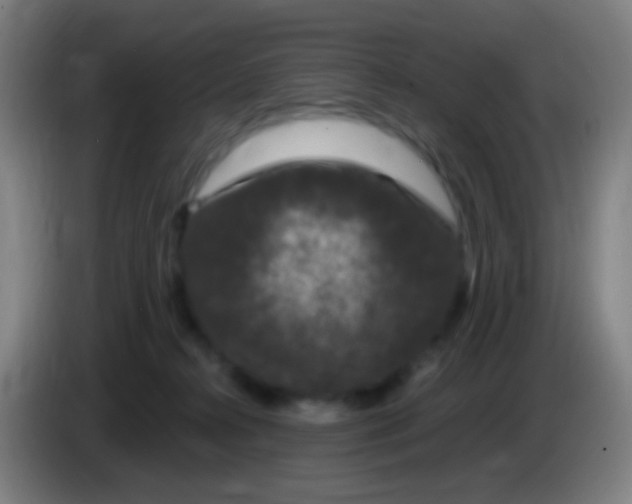 X0000085320272200703302051