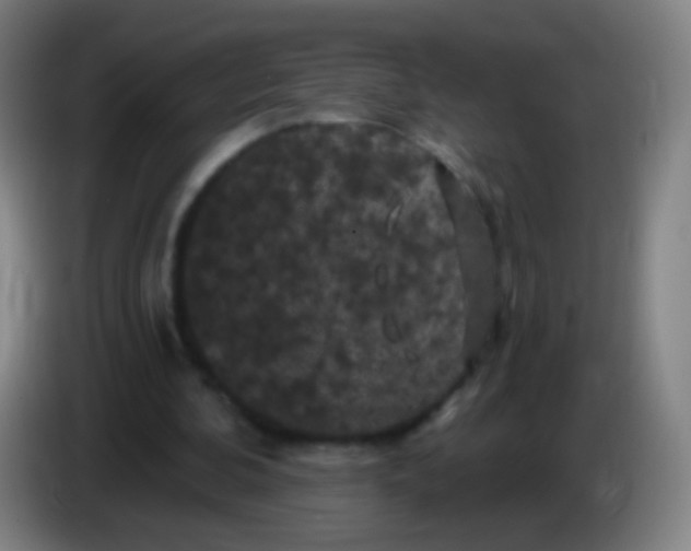 X0000085320292200703302050