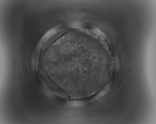 X0000085320293200703302050