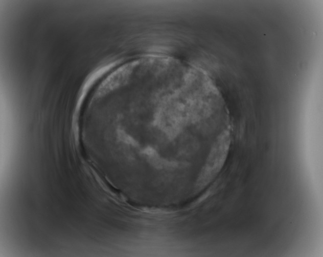 X0000085320294200703302050