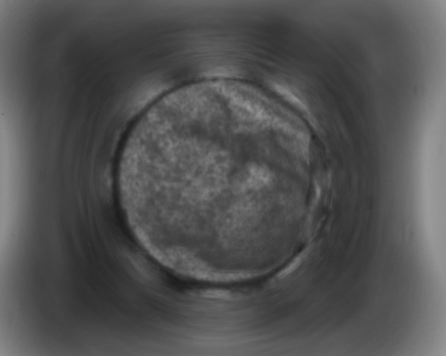 X0000085320298200703302050
