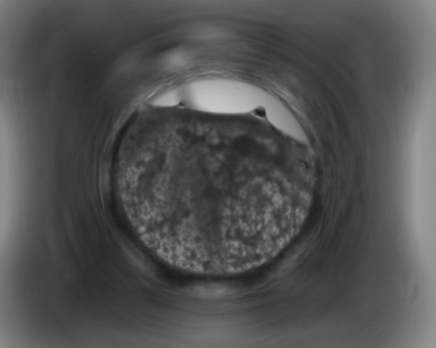 X0000085320299200703302050