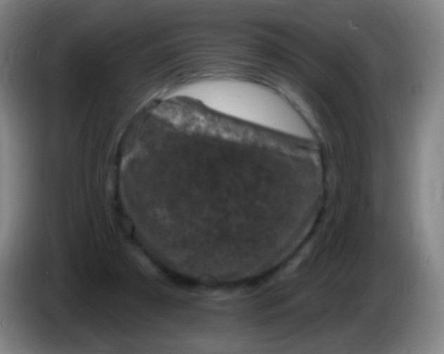 X0000085320305200703302050