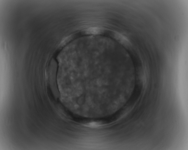 X0000085320312200703302050