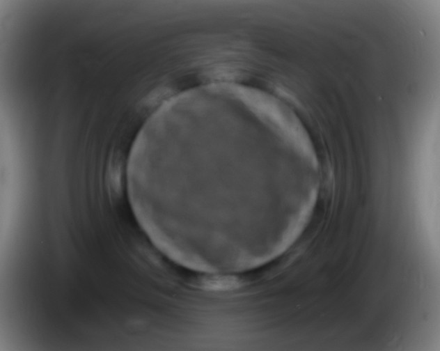 X0000085320334200703302050