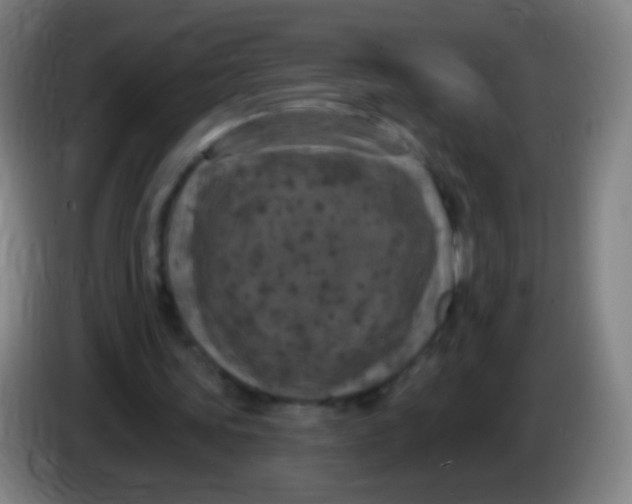 X0000085320339200703302049