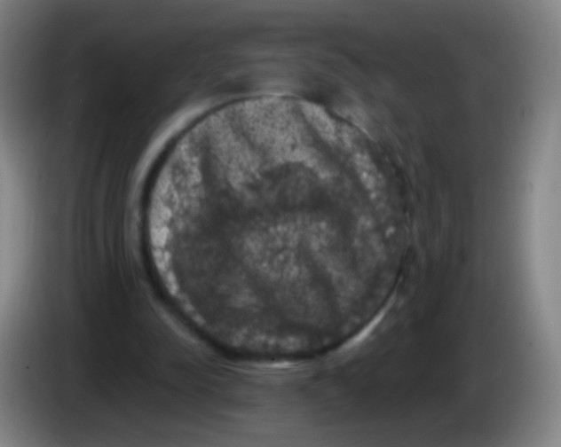 X0000085320342200703302049