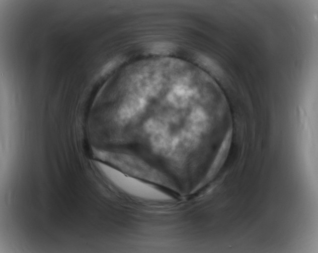 X0000085320354200703302049