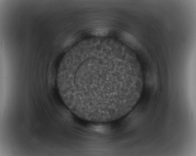 X0000085320370200703302049