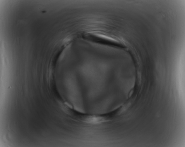 X0000085320379200703302050