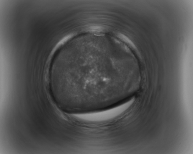 X0000085320392200703302049