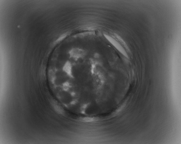 X0000085320394200703302049