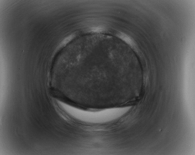 X0000085320397200703302049