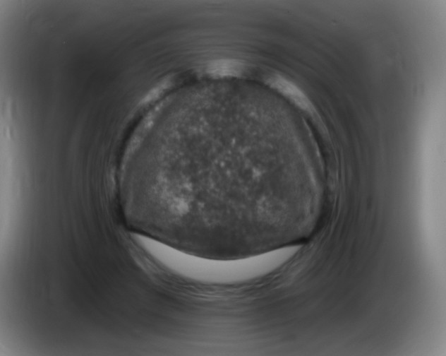 X0000085320401200703302049