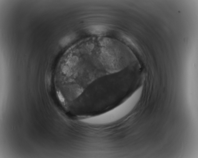X0000085320404200703302049