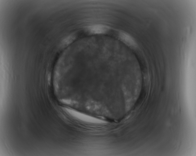 X0000085320406200703302049