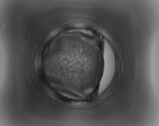 X0000085320407200703302049