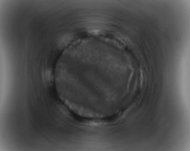 X0000085320420200703302049