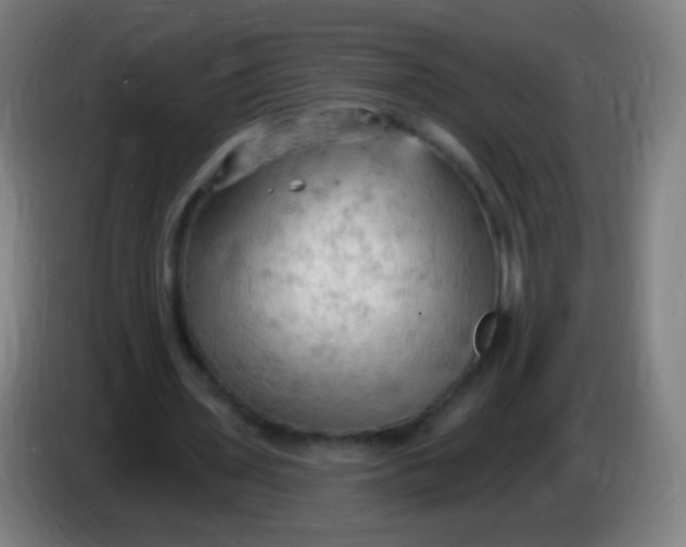 X0000085320435200703302048
