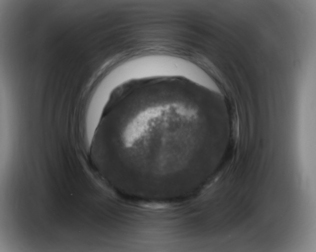 X0000085320444200703302048