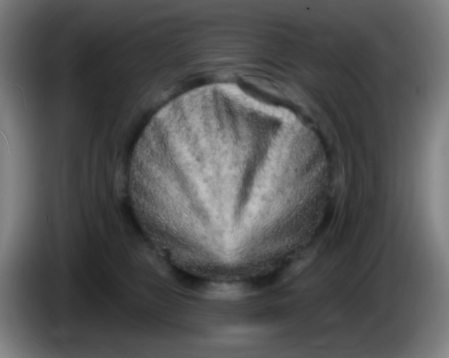 X0000085320469200703302048