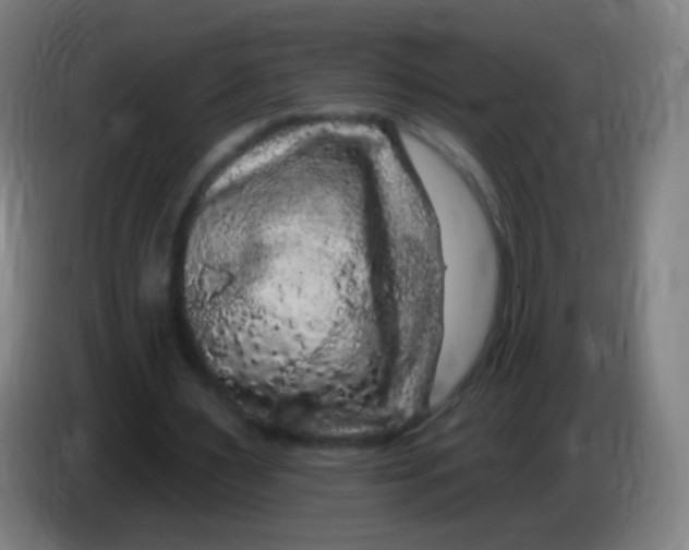 X0000085320483200703302048