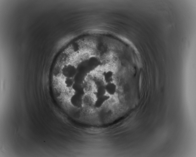 X0000085320487200703302048
