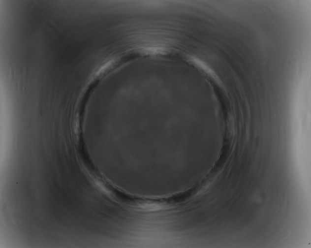 X0000085320494200703302047