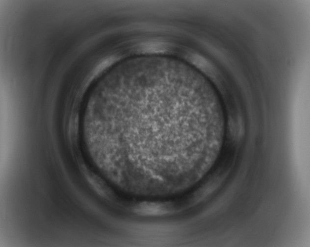 X0000085320534200703302046