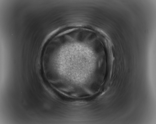 X0000085320536200703302046