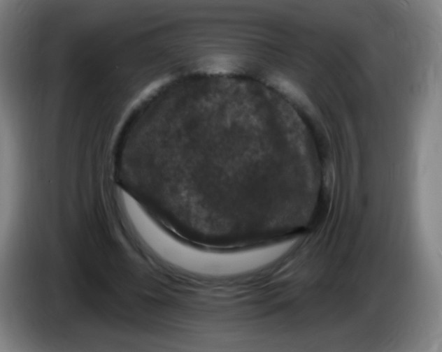 X0000085320540200703302046