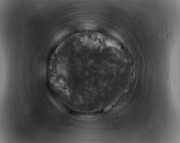 X0000085320542200703302047