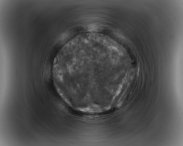 X0000085320554200703302047