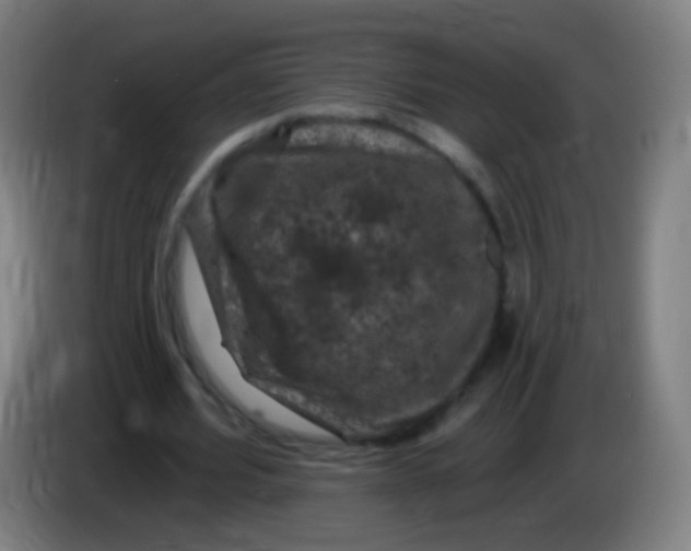 X0000085320580200703302046